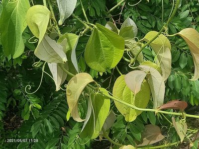 Smilax bracteata, photographed by Ong Jyh Seng
