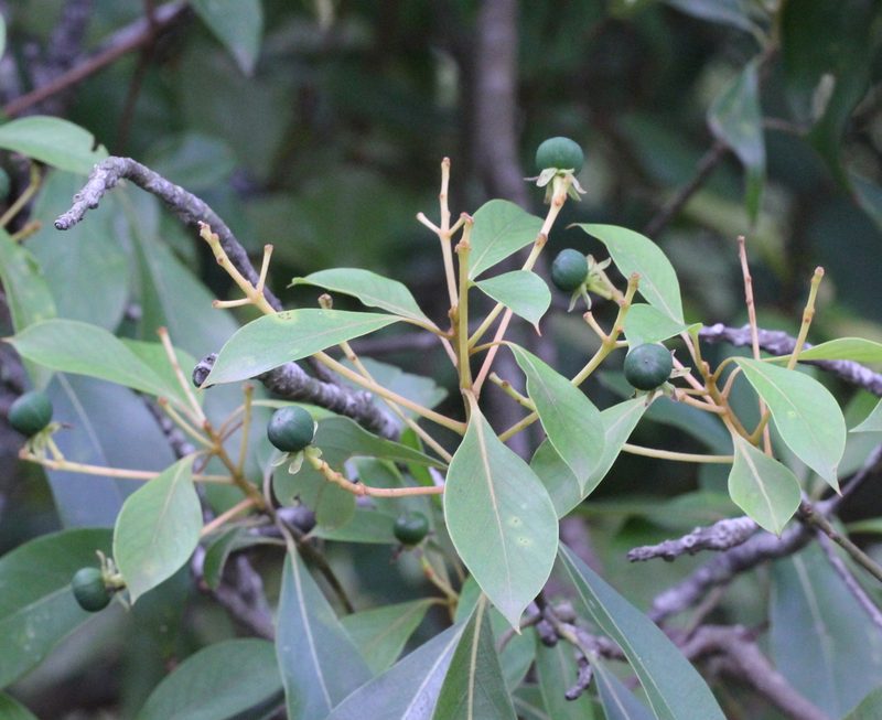 Machilus gamblei, photographed by Agnes Trekker