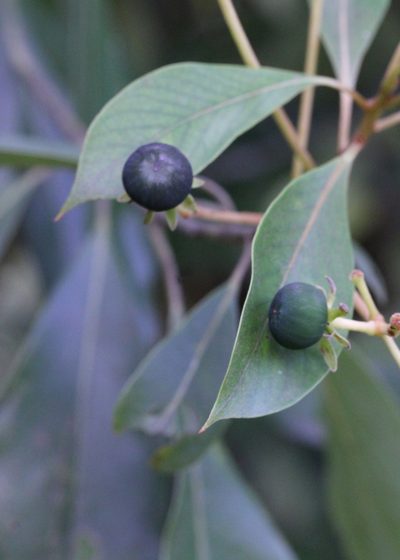 Machilus gamblei, photographed by Agnes Trekker