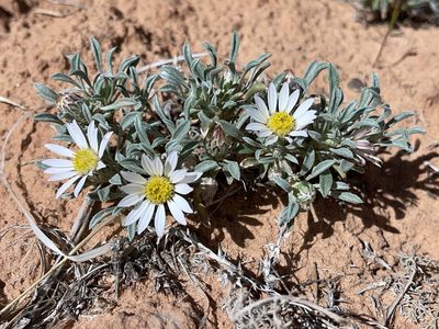 Townsendia incana, photographed by Robbie Hannawacker