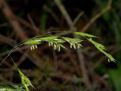 Bromus pubescens, photographed by Michelle W. （鍾偉瑋）