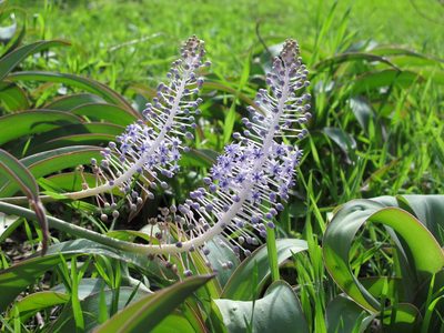 Scilla latifolia, photographed by byb