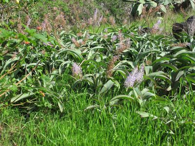 Scilla latifolia, photographed by byb