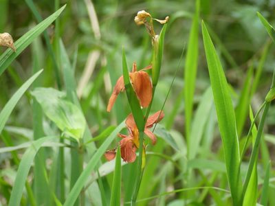Iris fulva, photographed by eamonccorbett