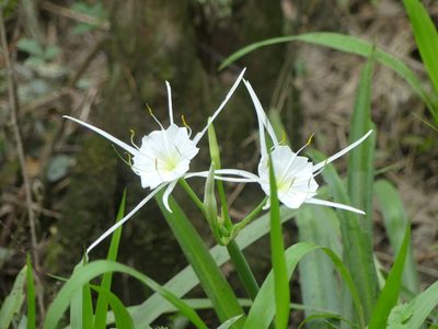 Hymenocallis liriosme, photographed by eamonccorbett
