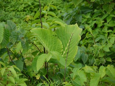 Leea macrophylla, photographed by Dinesh Valke