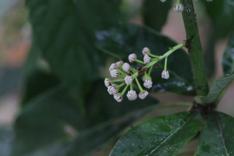 Daphniphyllum calycinum, photographed by Agnes Trekker