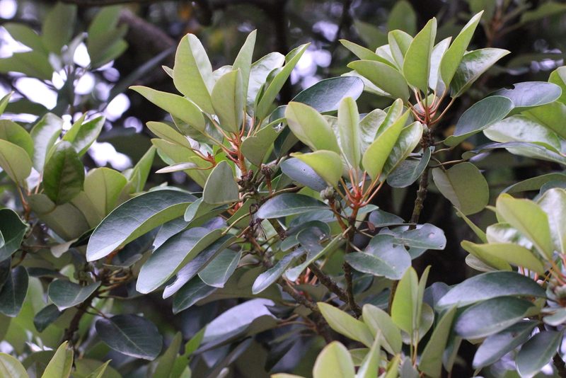 Ternstroemia kwangtungensis, photographed by Agnes Trekker