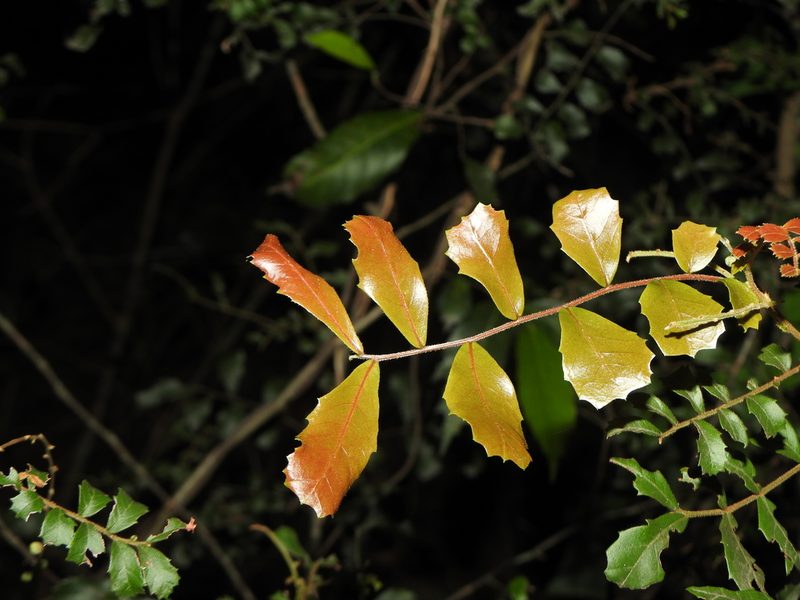 Cupaniopsis shirleyana, photographed by Greg Tasney
