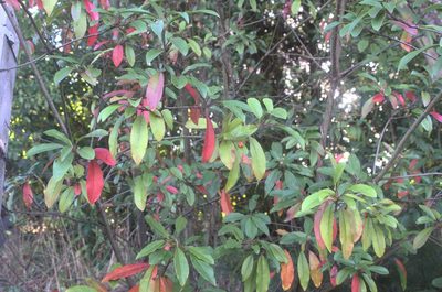Photinia davidiana, photographed by Jon Sullivan