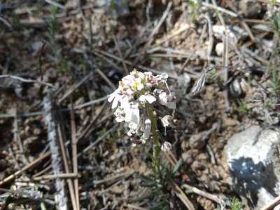 Iberis saxatilis, photographed by Ben Costamagna