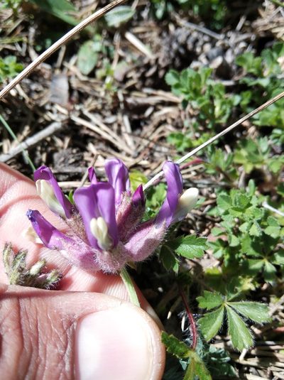 Astragalus vesicarius, photographed by Ben Costamagna
