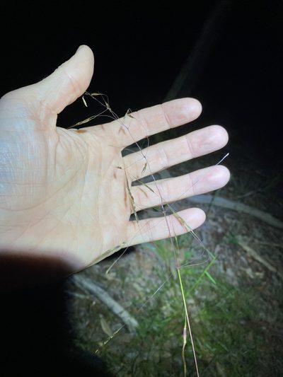 Chrysopogon sylvaticus, photographed by Greg Tasney