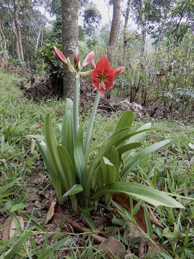 Hippeastrum reginae, photographed by Seema Merchant
