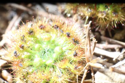 Drosera nitidula, photographed by Em Lamond