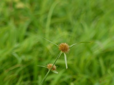 Rhynchospora wightiana, photographed by Dinesh Valke