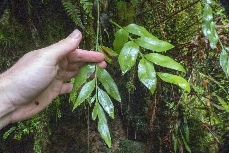 Asplenium lepidotum, photographed by Sebastian Doak