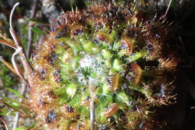 Drosera nitidula, photographed by Em Lamond