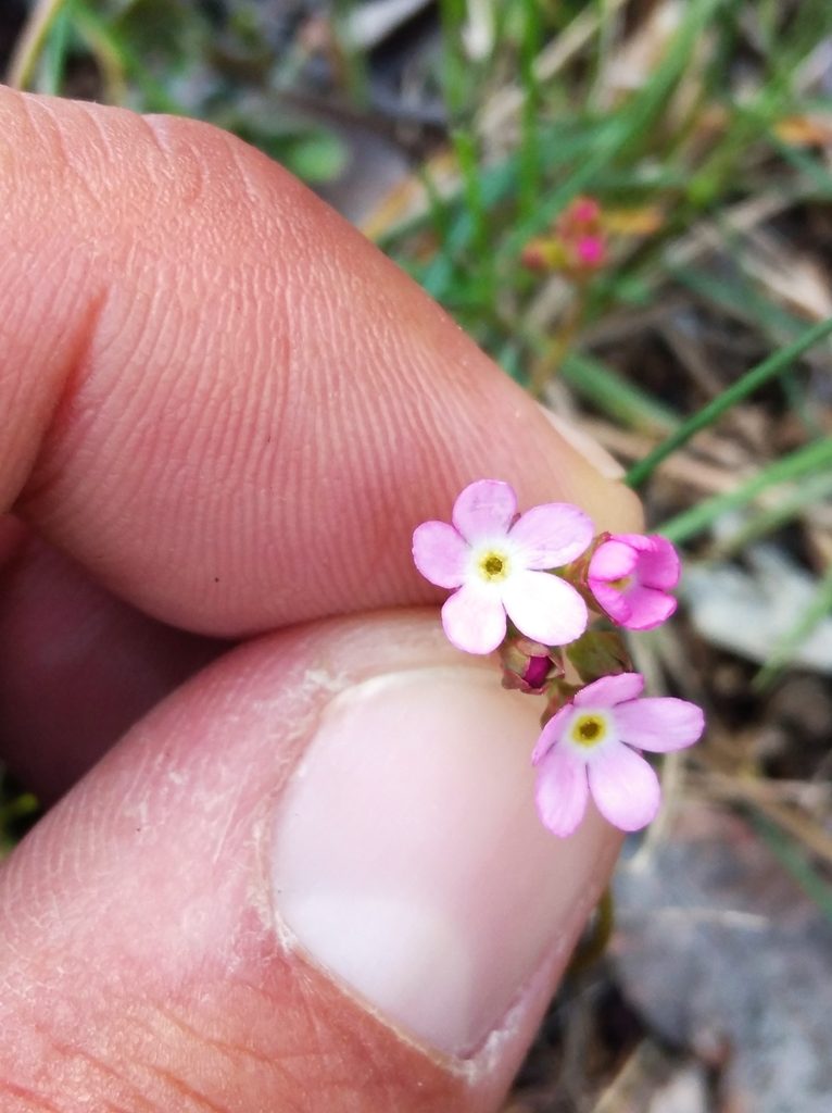 Androsace chaixii, photographed by Ben Costamagna
