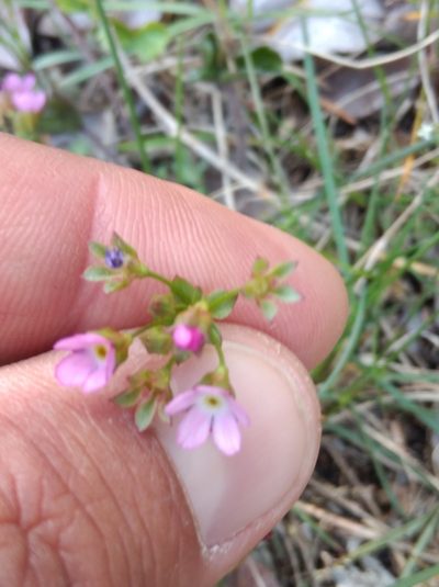 Androsace chaixii, photographed by Ben Costamagna