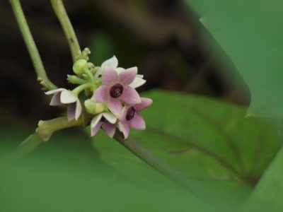 Heterostemma dalzellii, photographed by Dinesh Valke