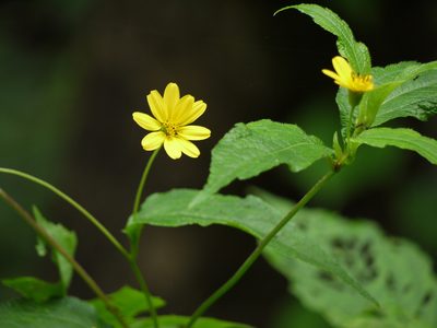 Wedelia urticaefolia, photographed by Dinesh Valke