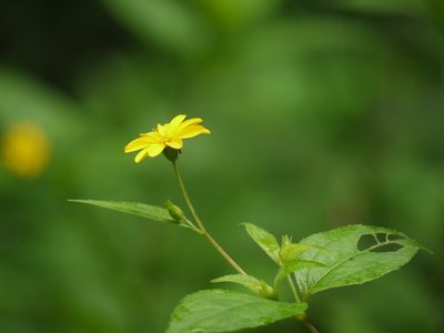 Wedelia urticaefolia, photographed by Dinesh Valke