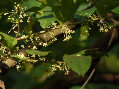 Glochidion ellipticum, photographed by Dinesh Valke