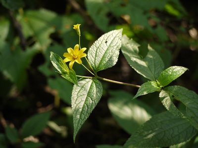 Wedelia urticaefolia, photographed by Dinesh Valke
