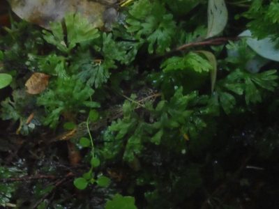 Symphyogyna hymenophyllum, photographed by John Steel