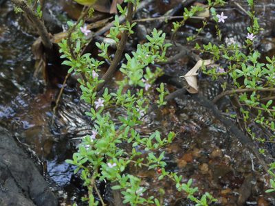 Rotula aquatica, photographed by Dinesh Valke