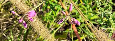 Setaria sphacelata, photographed by grabbarg