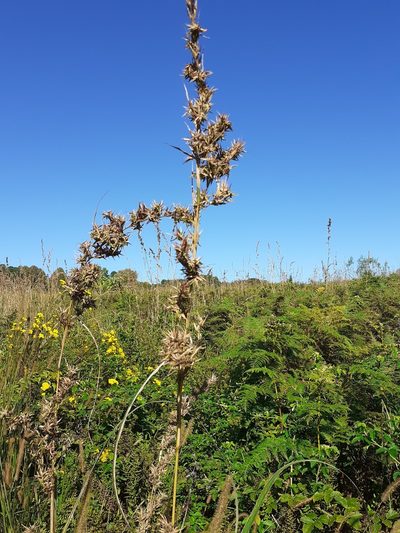 Cymbopogon nardus, photographed by grabbarg