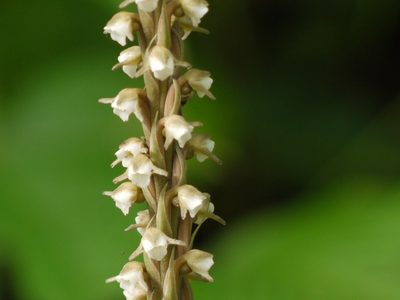 Peristylus plantagineus, photographed by Dinesh Valke