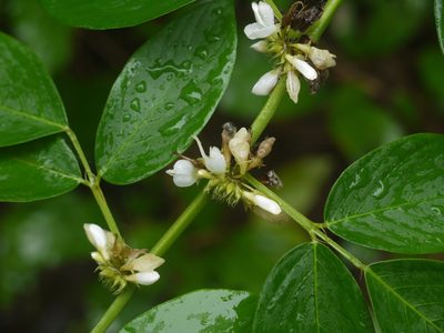 Dendrolobium triangulare, photographed by Dinesh Valke