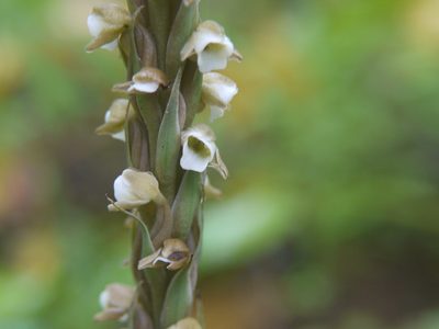 Peristylus plantagineus, photographed by Dinesh Valke