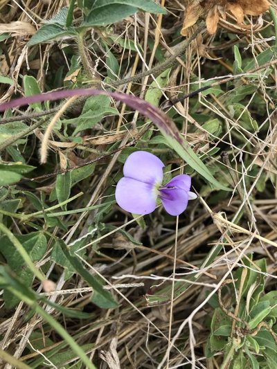 Vigna frutescens, photographed by rosshawkins