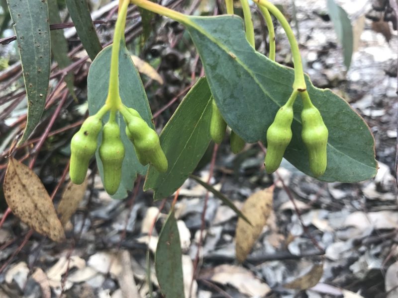 Eucalyptus occidentalis, photographed by Ann Bentley
