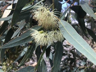 Eucalyptus occidentalis, photographed by Ann Bentley