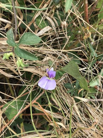 Vigna frutescens, photographed by rosshawkins