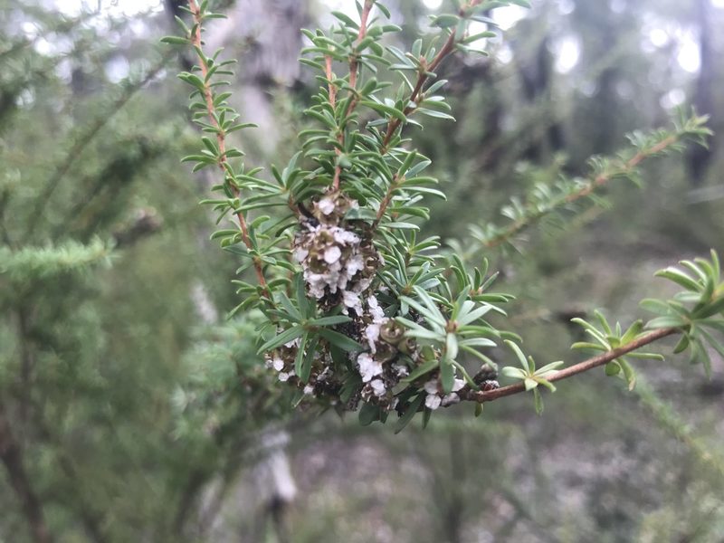 Taxandria parviceps, photographed by Ann Bentley