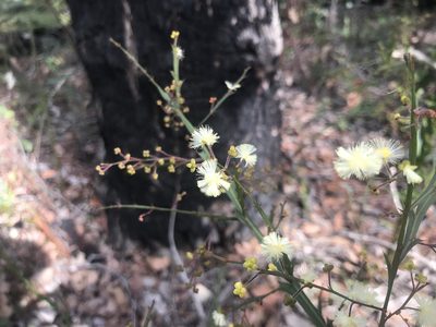 Acacia alata, photographed by Ann Bentley