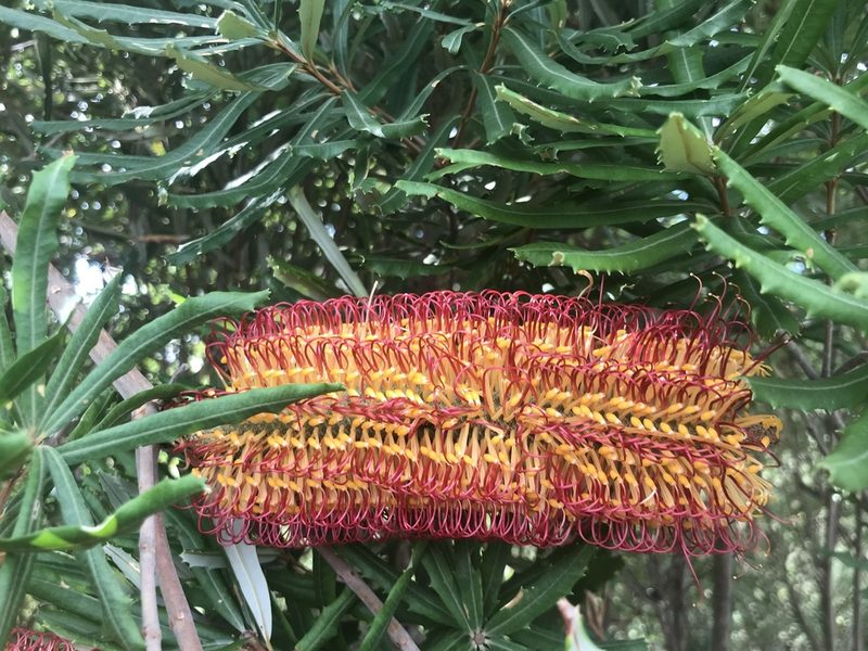 Banksia seminuda, photographed by Ann Bentley