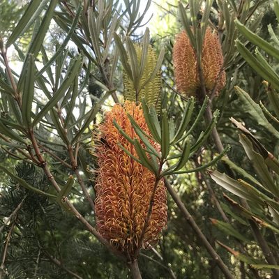 Banksia seminuda, photographed by Ann Bentley