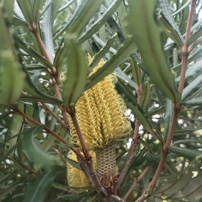 Banksia seminuda, photographed by Ann Bentley