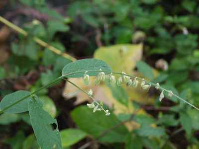 Crotalaria leptostachya, photographed by Dinesh Valke