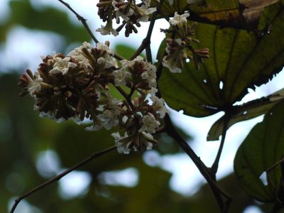 Piliostigma foveolatum, photographed by Dinesh Valke