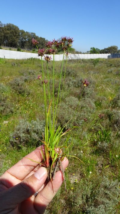 Juncus cephalotes, photographed by Paul Emms