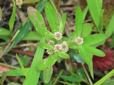 Alternanthera sessilis, photographed by chiuluan