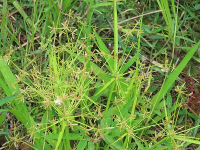 Cyperus haspan, photographed by chiuluan